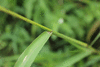 Setaria verticillata