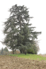 Cedrus atlantica