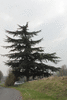 Cedrus libani