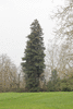 Sequoia sempervirens