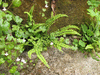 Asplenium trichomanes