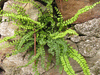 Asplenium trichomanes