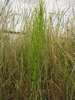 Equisetum palustre