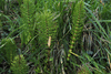 Equisetum telmateia