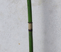 Equisetum X moorei