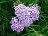 Achillea millefolium