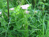 Achillea millefolium