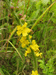 Agrimonia eupatoria