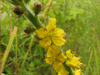 Agrimonia eupatoria