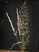 Agrostis stolonifera