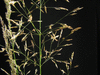 Agrostis stolonifera