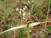 Allium oleraceum