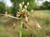 Allium oleraceum