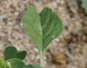 Amaranthus blitum