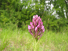 Anacamptis pyramidalis