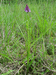 Anacamptis pyramidalis