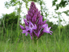 Anacamptis pyramidalis