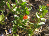 Lysimachia arvensis