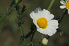 Anthemis arvensis