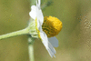 Anthemis arvensis