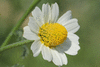 Anthemis arvensis