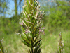 Anthoxanthum odoratum