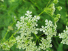 Anthriscus sylvestris