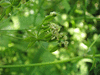 Anthriscus sylvestris