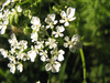 Anthriscus sylvestris