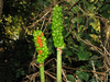 Arum italicum