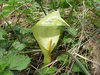 Arum italicum