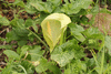 Arum italicum