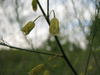 Asparagus officinalis