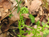 Asplenium adiantum-nigrum