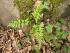 Asplenium adiantum-nigrum