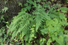 Asplenium adiantum-nigrum