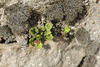 Asplenium ruta-muraria