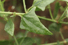 Atriplex prostrata