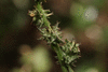 Atriplex prostrata