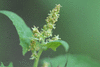 Atriplex prostrata