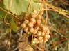 Cuscuta scandens