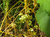 Cuscuta scandens