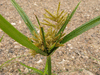 Cyperus esculentus var. leptostachyus