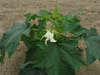 Datura stramonium f. stramonium