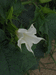 Datura stramonium f. stramonium