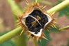 Datura stramonium f. stramonium