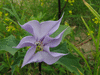 Datura stramonium f. tatula