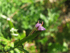 Epilobium tetragonum