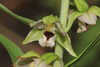 Epipactis helleborine