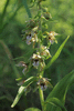 Epipactis helleborine